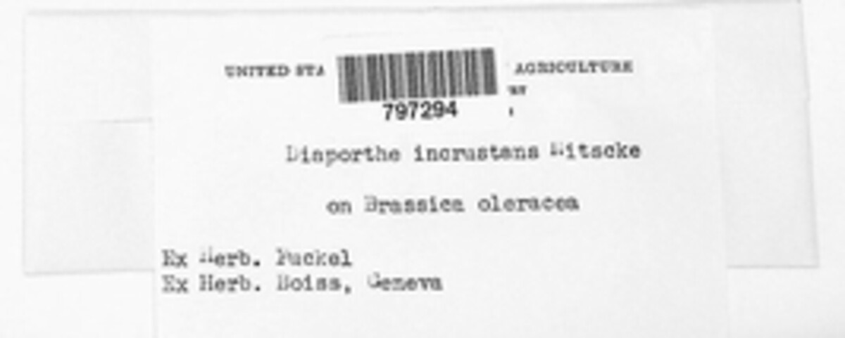 Diaporthe incrustans image